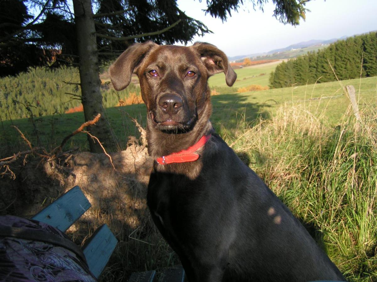 Fewo Talula - Sauerland Mit Hund Medebach Εξωτερικό φωτογραφία